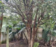 Casa com 195m², 5 dormitórios, 4 vagas no bairro Sumaré em Alvorada